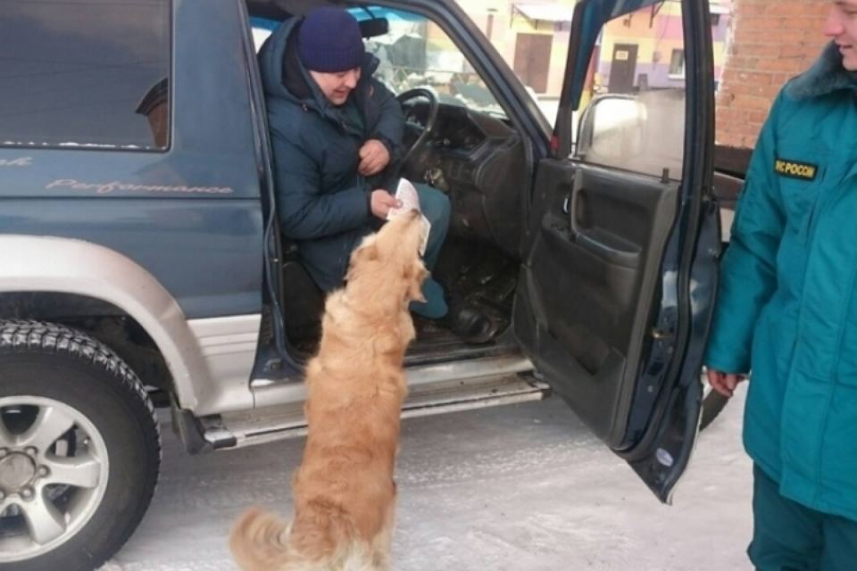 fire_safety_doggy_car.jpg
